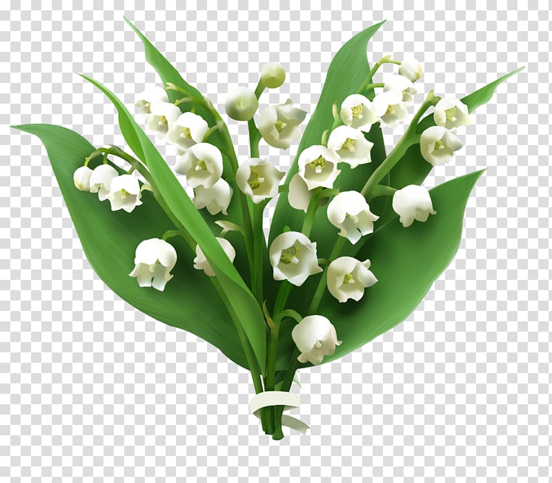 Lily of the valley Flower Jasmine, Lily of The Valley transparent background PNG clipart
