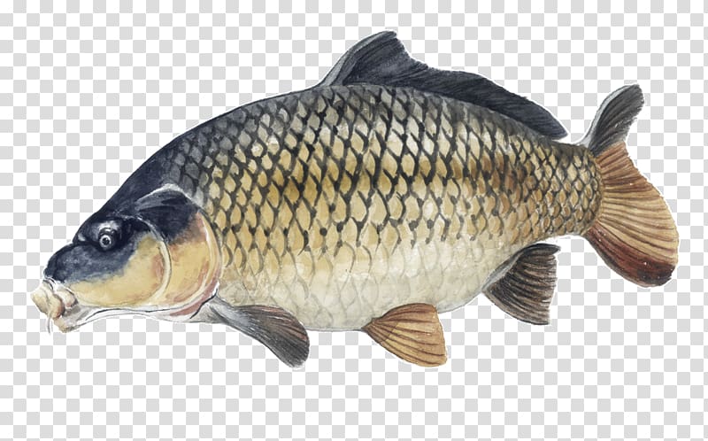 Tench Carp Cyprinidae Animal Fish, carpe transparent background PNG clipart