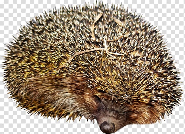 Domesticated hedgehog Hedgehog Jigsaw Puzzles Echidna Porcupine, hedgehog transparent background PNG clipart