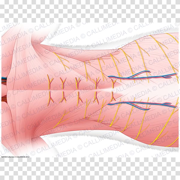 Finger Product design Muscle Shoe Nerve, superficial temporal nerve transparent background PNG clipart