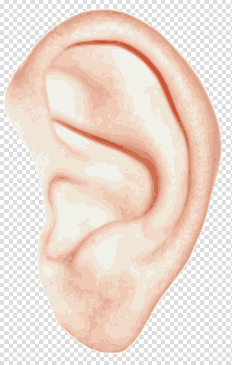 Ear Homo sapiens , loupe transparent background PNG clipart