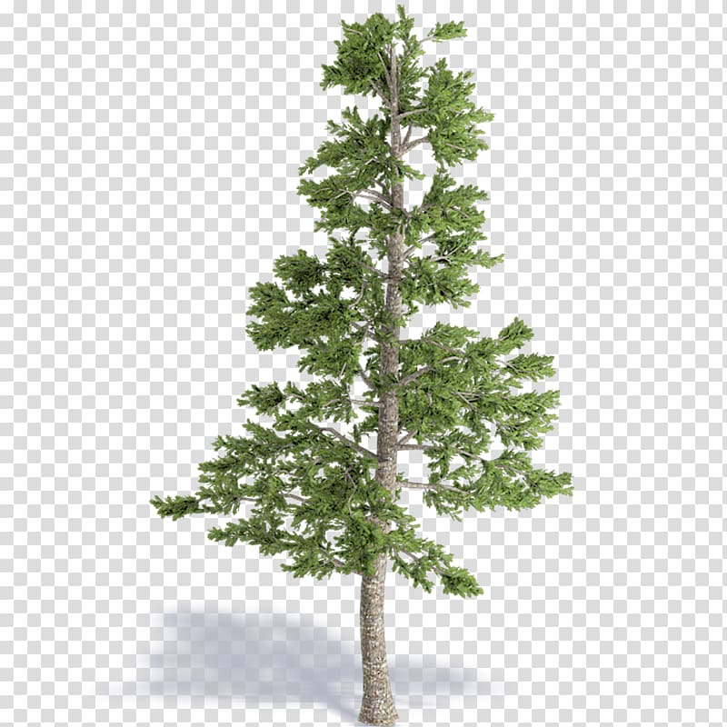 Spruce Pine Fir Larch Christmas tree, christmas tree transparent background PNG clipart