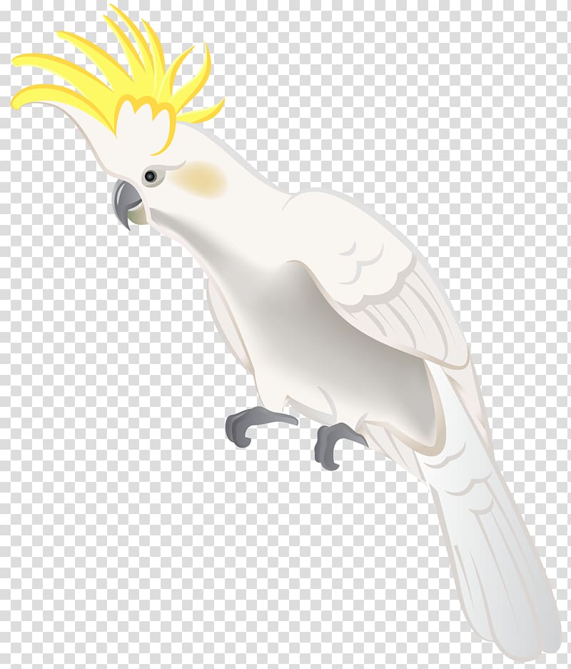 Bird Parakeet Animal , parrot transparent background PNG clipart