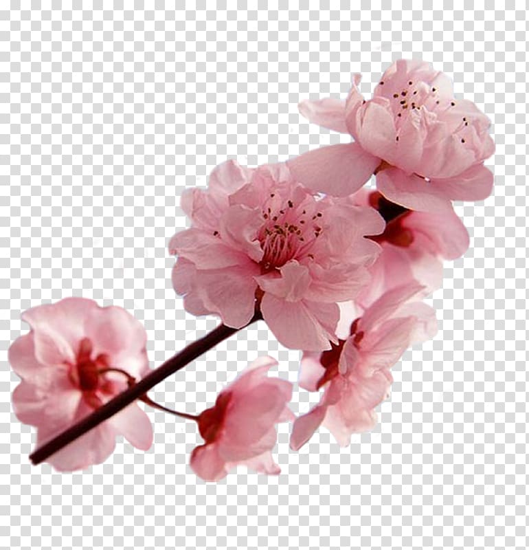 National Cherry Blossom Festival Cerasus, cherry blossom transparent background PNG clipart
