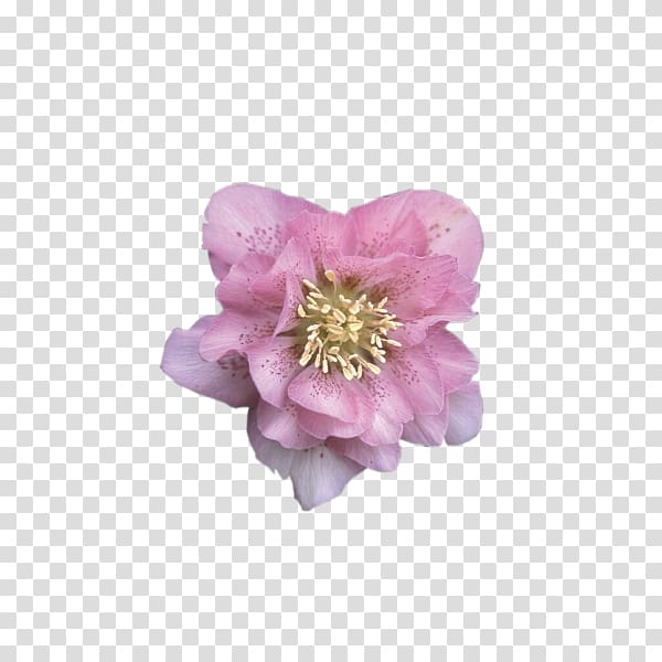 Rose Perennial plant Peony Cherry blossom, rose transparent background PNG clipart