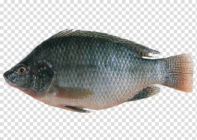 Nile tilapia Fish farming Oreochromis urolepis hornorum, fish transparent background PNG clipart