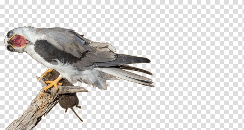 Cockatiel Bird Parakeet Flight Feather, bald eagle birds of north america transparent background PNG clipart