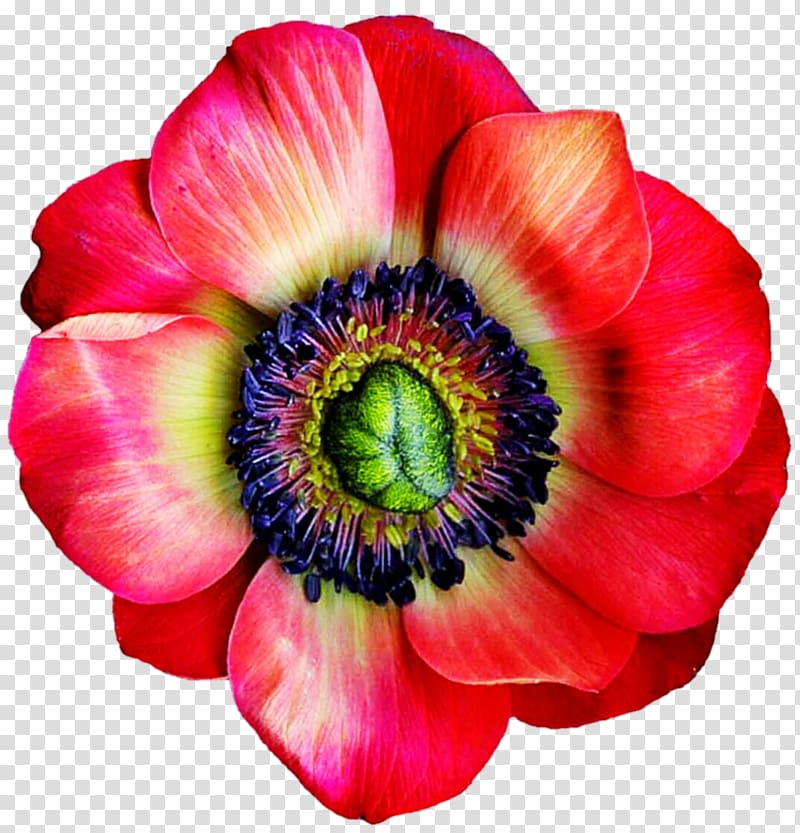 Cut flowers Anemone Petal Annual plant, anemone transparent background PNG clipart