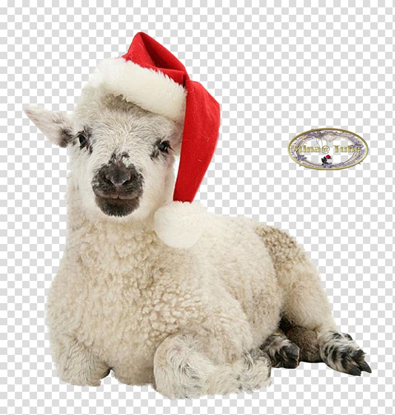 Sheep Alpaca Llama Stuffed Animals & Cuddly Toys Snout, sheep transparent background PNG clipart