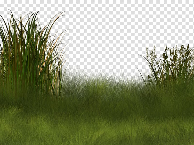 landscaped green grass, Plant Wetland Landscape , Field background pattern transparent background PNG clipart