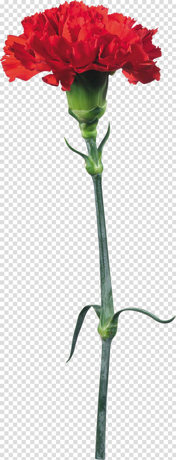 Kryddernellike Flower Carnation , onion transparent background PNG clipart