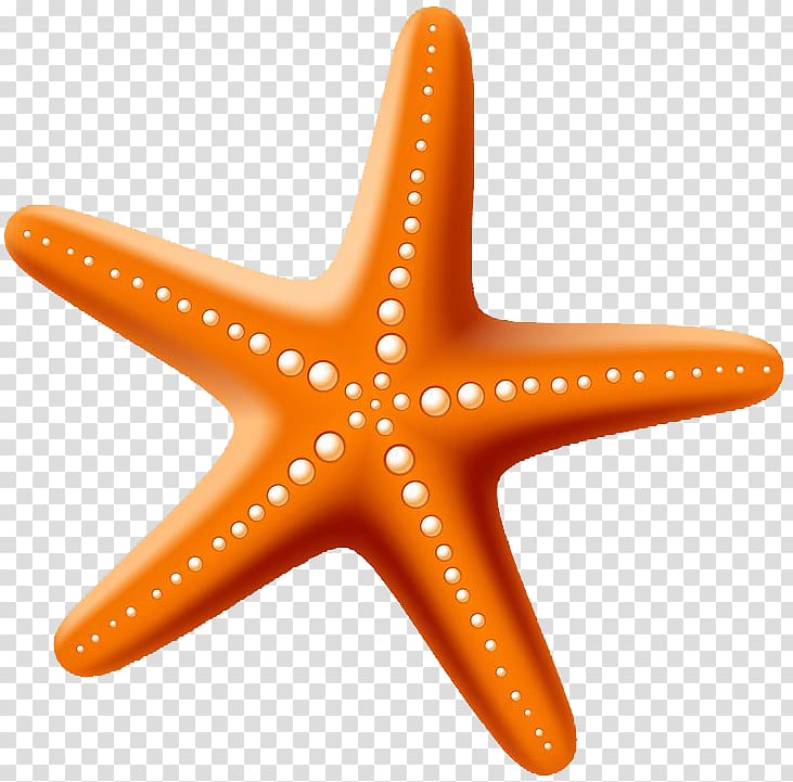 Starfish Drawing Starfish Transparent Background Png Clipart