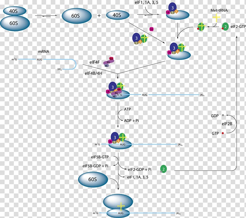 Eukaryotic translation eIF2 Eukaryotic initiation factor, others transparent background PNG clipart