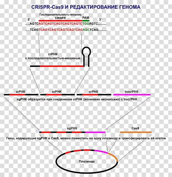 CRISPR Cas9 Genome editing Plasmid Research, technology transparent background PNG clipart