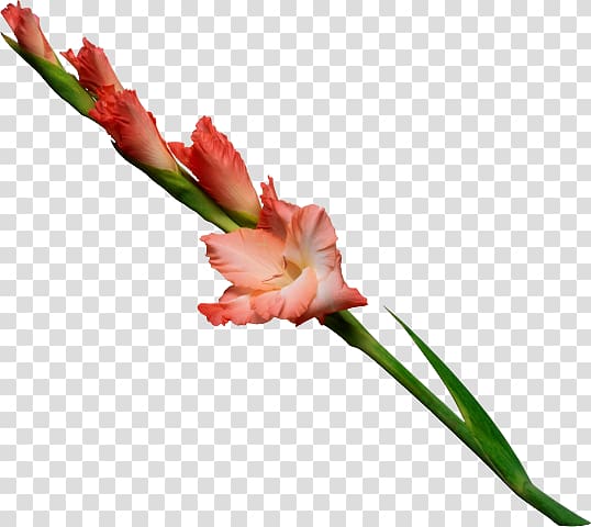 Flower Plant stem Gladiolus murielae Floral design , flower transparent background PNG clipart
