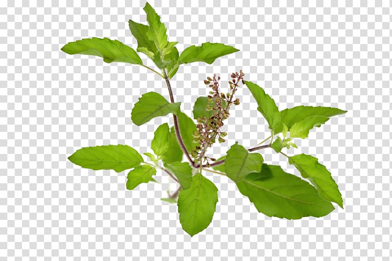 Holy Basil Health Herb Plant, others transparent background PNG clipart