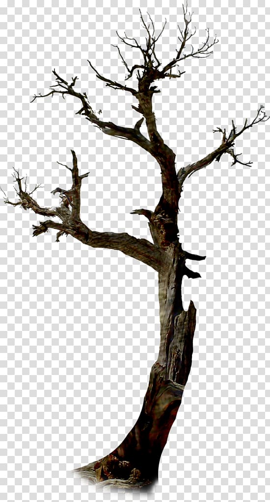 Twig Tree Halloween Branch, tree transparent background PNG clipart