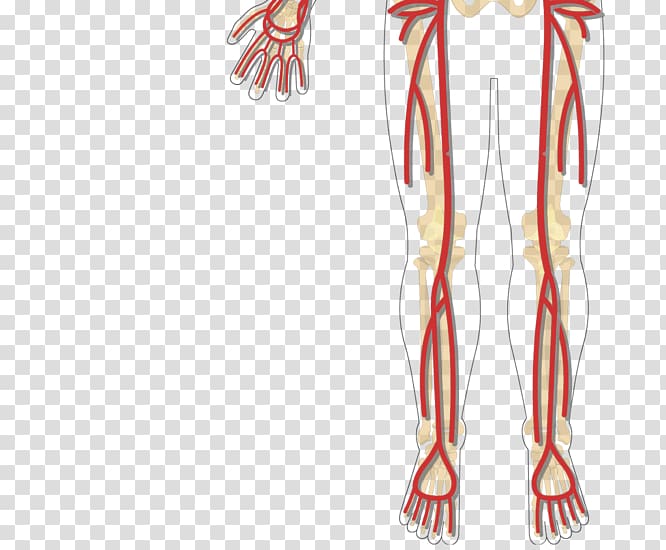 Femoral artery Human body Brachial artery Deep artery of the thigh, others transparent background PNG clipart