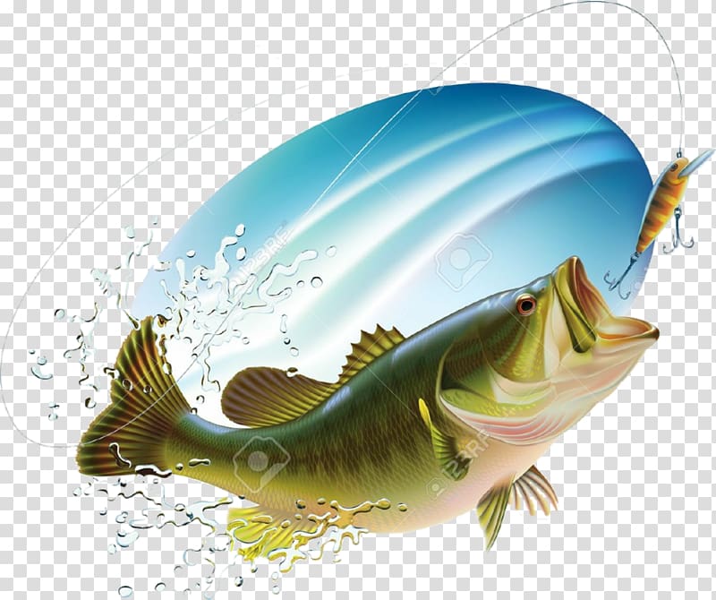 Largemouth bass Bass fishing Drawing, Fishing transparent background PNG clipart