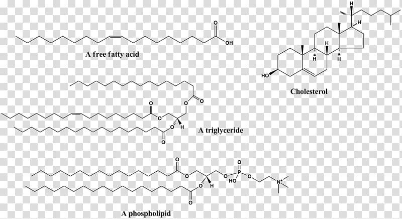 Hydrophobe Hydrophile Molecule Chemical polarity Hydrophobic effect, biological medicine advertisement transparent background PNG clipart
