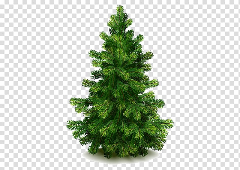 Eastern white pine Fir Tree, Green Christmas Tree transparent background PNG clipart