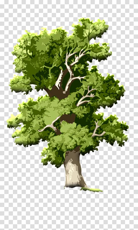 Tree Oak Root , tree transparent background PNG clipart