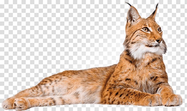 brown cat, Lynx Lying Down transparent background PNG clipart