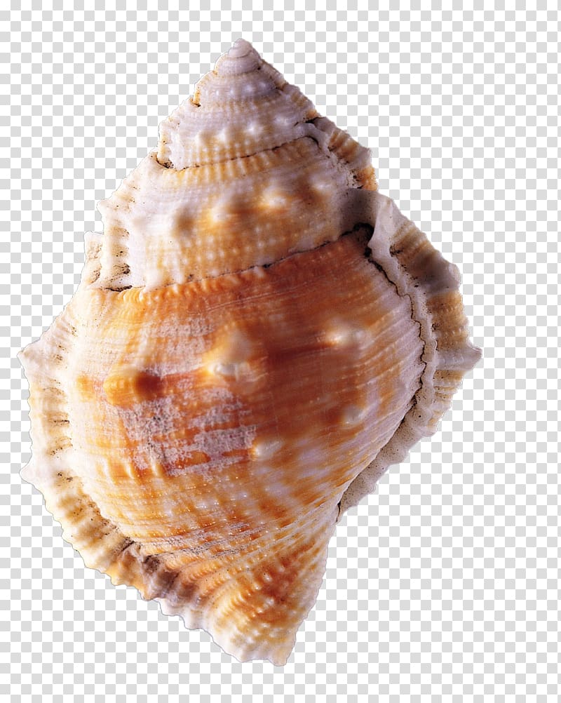 Mussel Seashell Conch, conch transparent background PNG clipart