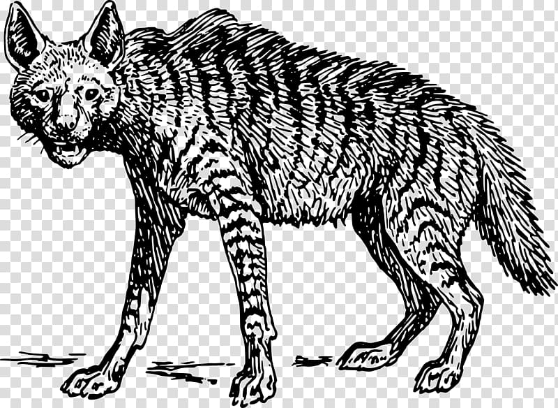 Striped hyena Spotted hyena , drawing animals transparent background PNG clipart