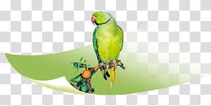 True parrot Bird Parakeet Macaw, Green parrot on a branch transparent background PNG clipart thumbnail
