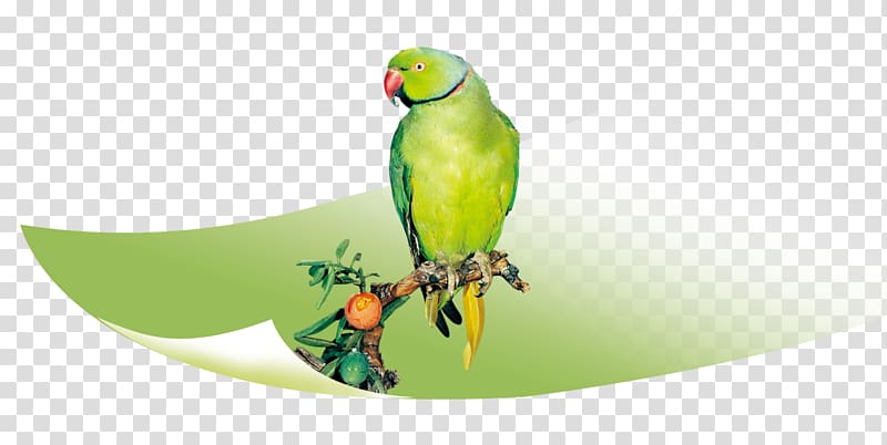 True parrot Bird Parakeet Macaw, Green parrot on a branch transparent background PNG clipart