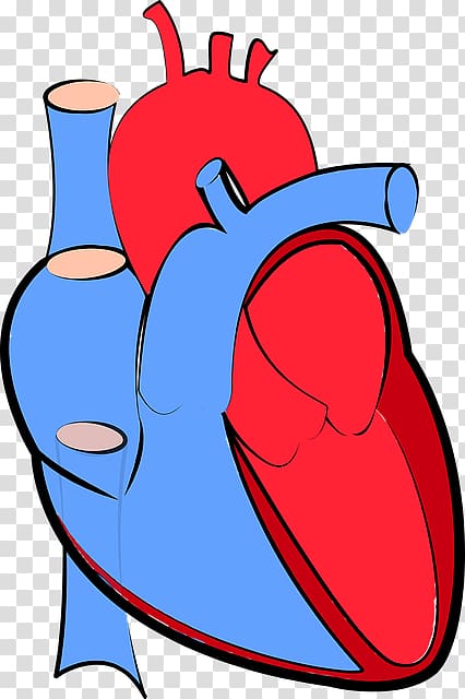Heart failure Hemodynamics Cardiology Artery, Heart Failure transparent background PNG clipart