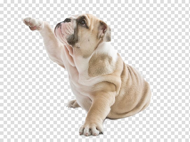 brown English bulldog, Therapy dog Puppy Cat Pet, Funny Bulldog transparent background PNG clipart