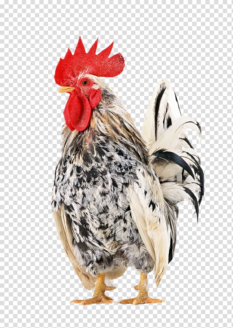 Japanese bantam Shamo chickens Braekel Araucana Rooster, chicken transparent background PNG clipart
