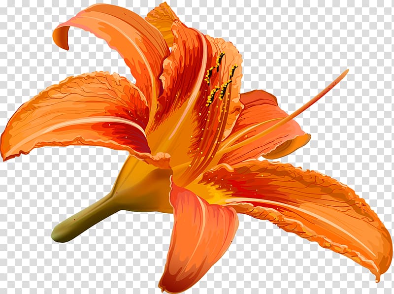 Flower Drawing Hibiscus, lilly transparent background PNG clipart