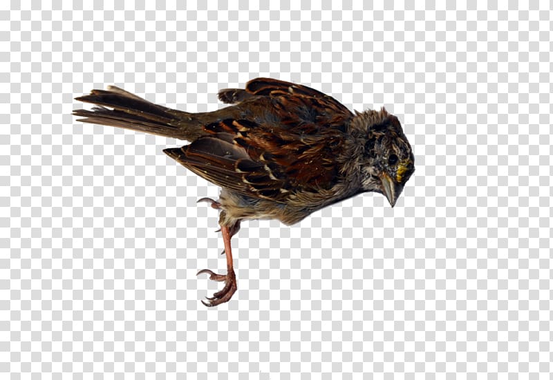 Beak Bird of prey, Dead Bird transparent background PNG clipart