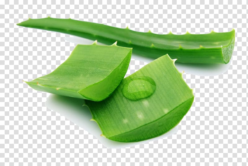 sliced aloe vera, Drug Hemorrhoid Hair Itch Disease, Aloe Pic transparent background PNG clipart
