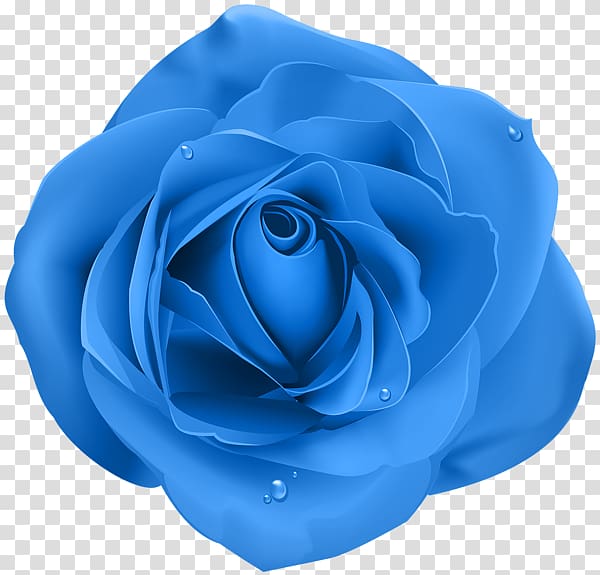 Rose Purple Desktop , blue rose transparent background PNG clipart