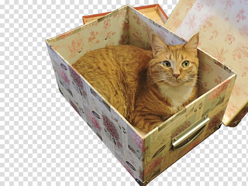Whiskers Kitten Tabby cat, Cat in box transparent background PNG clipart