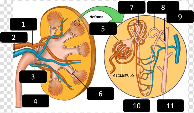 Kidney Nephron Excretory system Excretion Urine, others transparent background PNG clipart