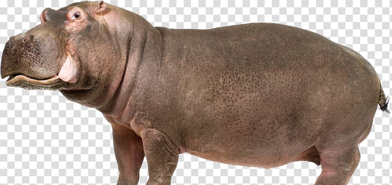 Hippo transparent background PNG clipart