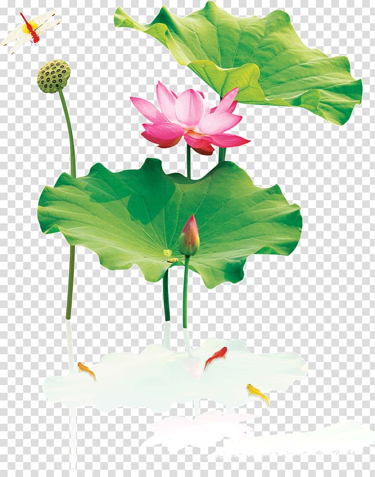 pink lotus flowers, Nelumbo nucifera Ink wash painting , Lotus lotus lotus transparent background PNG clipart