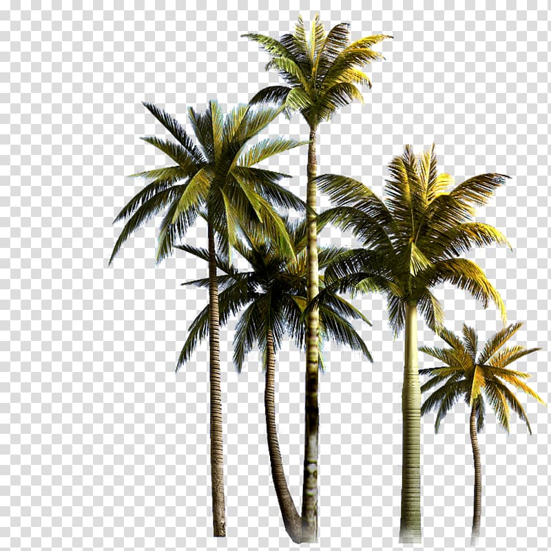 Coconut Tree Asian palmyra palm Euclidean , Coconut Grove, coconut tree transparent background PNG clipart