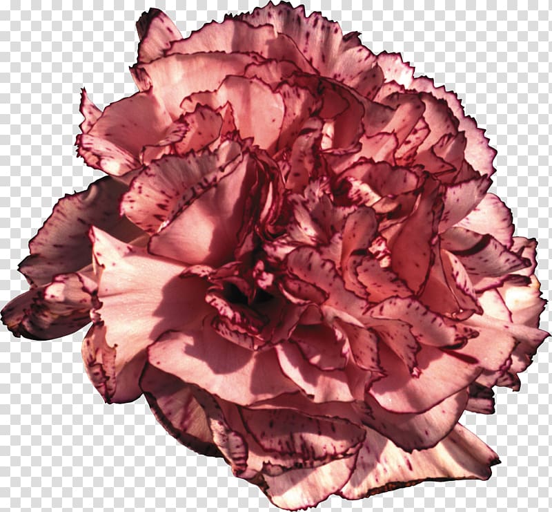 Carnation Cut flowers Blume Syzygium aromaticum, CARNATION transparent background PNG clipart