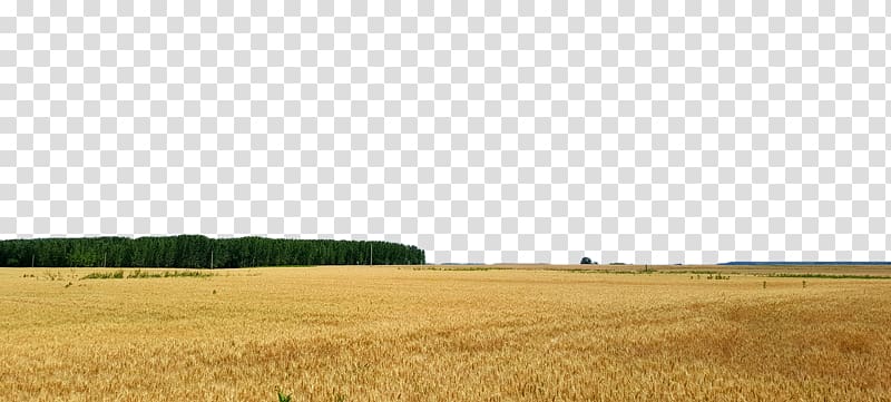 Crop Farm Harvest Grassland Plain, Yellow wheat field transparent background PNG clipart