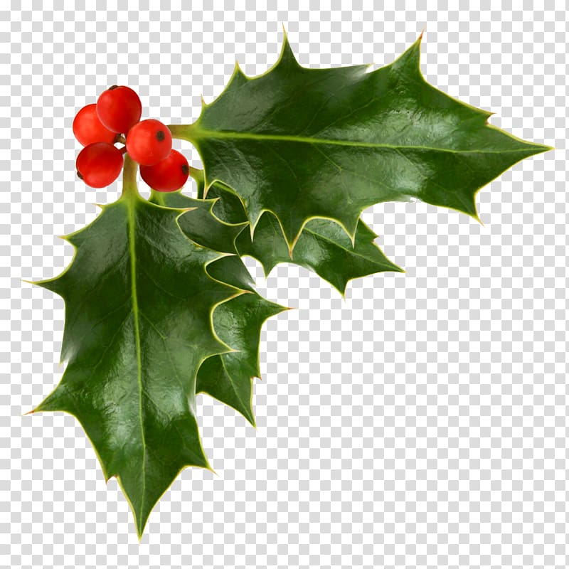 Common holly , berries transparent background PNG clipart