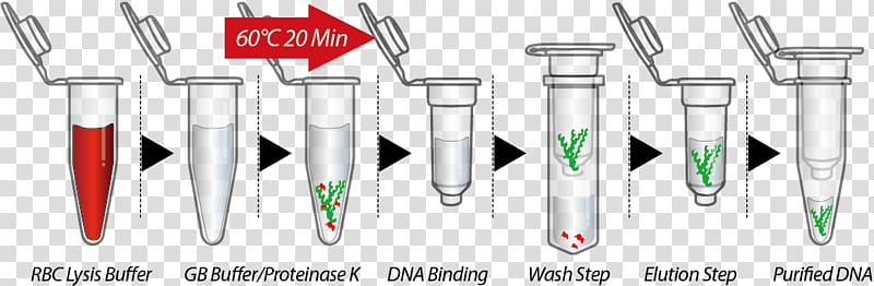 DNA extraction Cell Plasmid, Dental Extraction transparent background PNG clipart