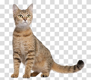 cat s transparent background PNG clipart thumbnail