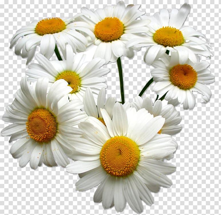 Roman chamomile German chamomile Essential oil, chamomile transparent background PNG clipart