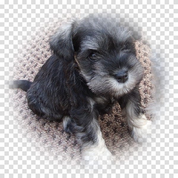 Miniature Schnauzer Standard Schnauzer Schnoodle Cesky Terrier Dog breed, puppy transparent background PNG clipart